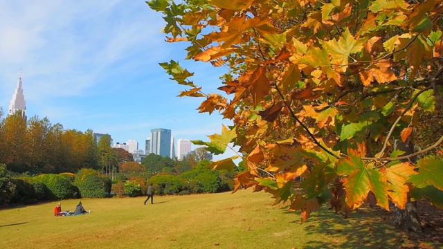 悬铃木树在秋季城市公园中成行景观视频下载