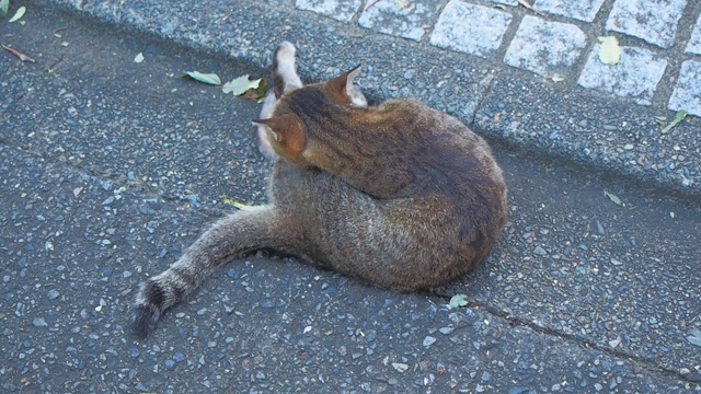 打呼噜顽皮美丽的小猫咪视频下载