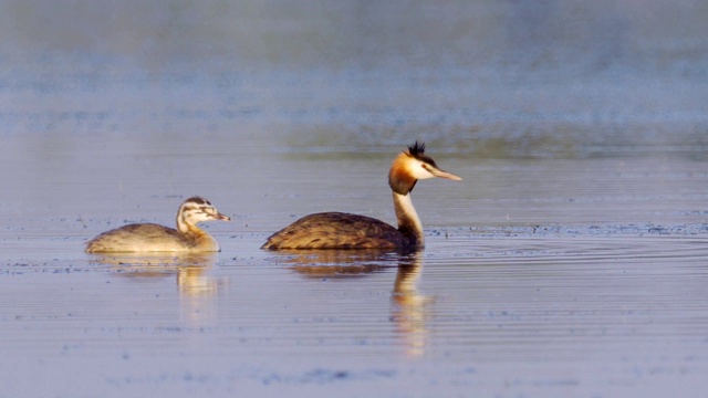 鸟-大冠毛鸊鷉(Podiceps cristatus)和小鸊鷉在一个阳光明媚的夏日早晨在湖上游泳。视频素材