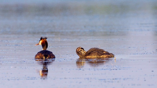 鸟-大冠毛鸊鷉(Podiceps cristatus)和小鸊鷉在一个阳光明媚的夏日早晨在湖上游泳。视频素材