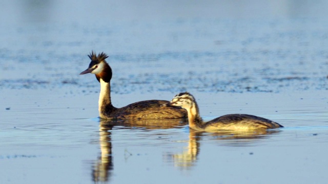 鸟-大冠毛鸊鷉(Podiceps cristatus)和小鸊鷉在一个阳光明媚的夏日早晨在湖上游泳。视频素材