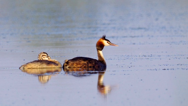 鸟-大冠毛鸊鷉(Podiceps cristatus)和小鸊鷉在一个阳光明媚的夏日早晨在湖上游泳。视频素材