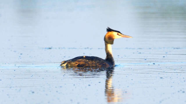 鸟-大冠毛鸊鷉(Podiceps cristatus)和小鸊鷉在一个阳光明媚的夏日早晨在湖上游泳。视频素材