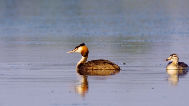 鸟-大冠毛鸊鷉(Podiceps cristatus)和小鸊鷉在一个阳光明媚的夏日早晨在湖上游泳。视频素材