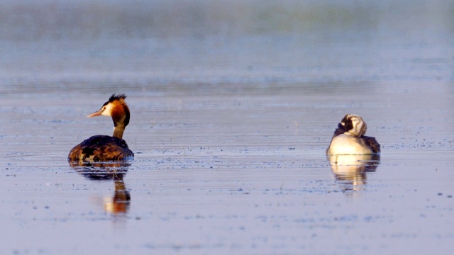 鸟-大冠毛鸊鷉(Podiceps cristatus)和小鸊鷉在一个阳光明媚的夏日早晨在湖上游泳。视频素材