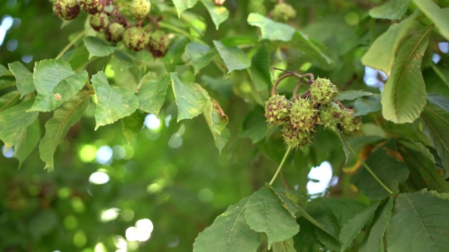 七叶树的果实长在树的树枝上，呈球状，盒子状，带有穗状花序。视频素材
