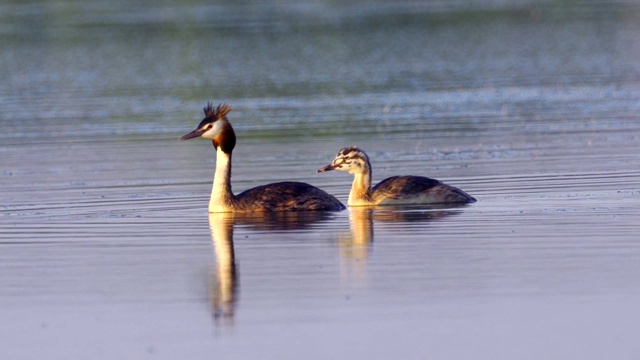 鸟-大冠毛鸊鷉(Podiceps cristatus)和小鸊鷉在一个阳光明媚的夏日早晨在湖上游泳。视频素材