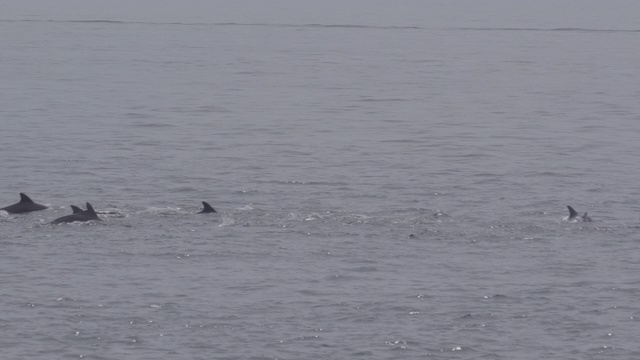 韩国济州岛海洋中的海豚视频素材