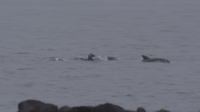 韩国济州岛海洋中的海豚视频素材