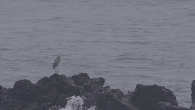 韩国济州岛海滩上的苍鹭视频素材