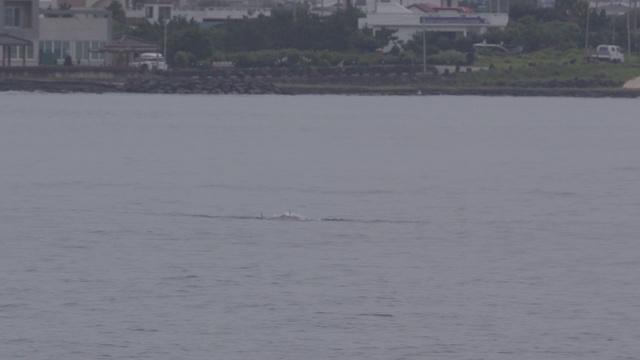 韩国济州岛海洋中的海豚视频素材