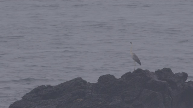 韩国济州岛海滩上的苍鹭视频素材