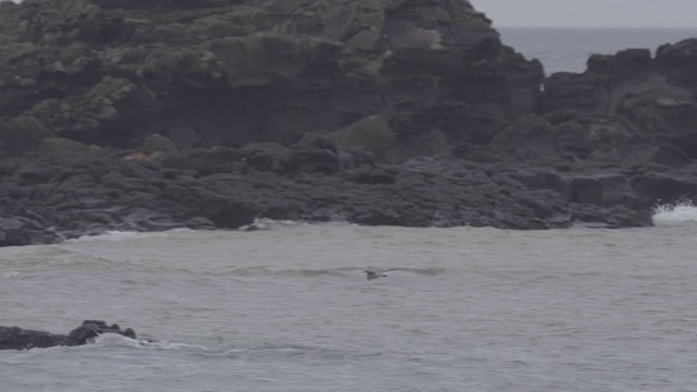 苍鹭飞过大海/济州岛，韩国视频素材