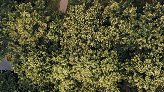 无人机飞过绿色森林的路径鸟瞰图视频素材