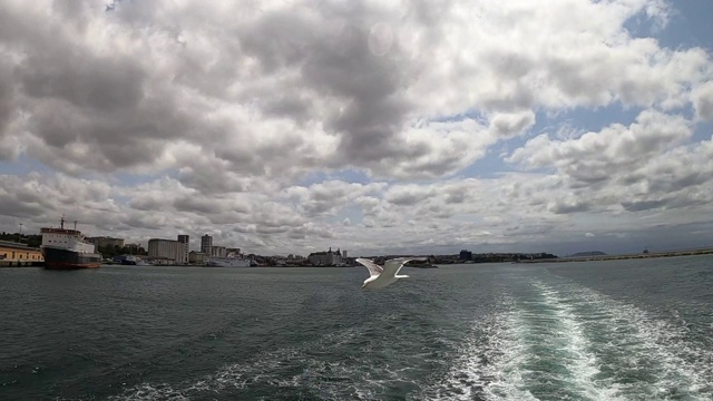 海鸥鸟飞视频素材