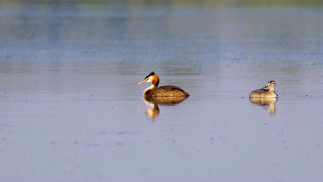 鸟-大冠毛鸊鷉(Podiceps cristatus)和小鸊鷉在一个阳光明媚的夏日早晨在湖上游泳。视频素材