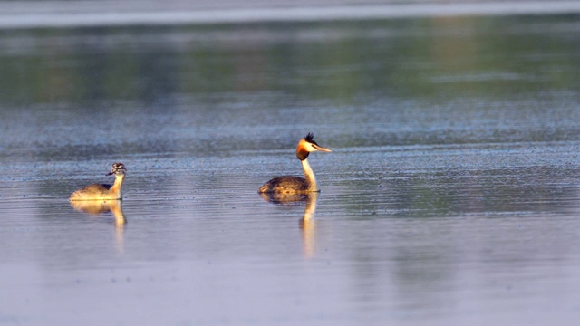 鸟-大冠毛鸊鷉(Podiceps cristatus)和小鸊鷉在一个阳光明媚的夏日早晨在湖上游泳。视频素材