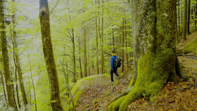 慢MO WS TS男人在森林里徒步旅行视频素材