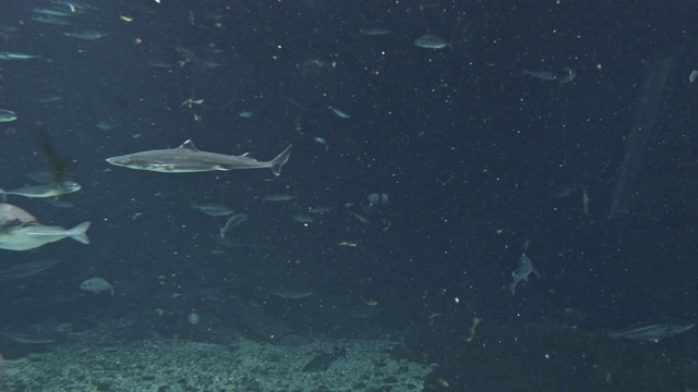 水族馆里的鱼群视频素材