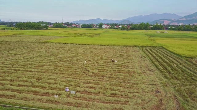 Flycam显示大片稻田的一部分对着遥远的村庄视频素材