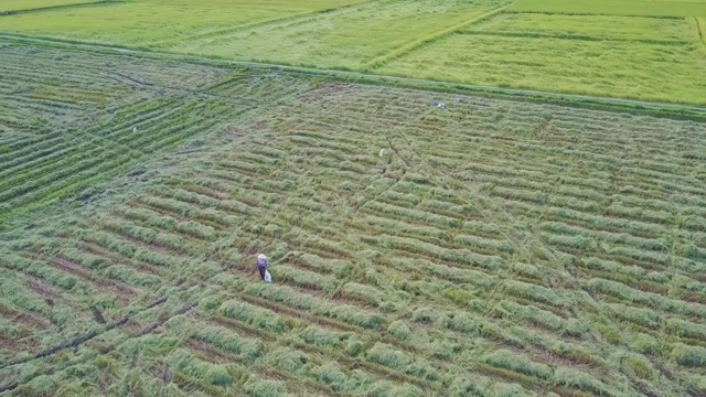 无人机摄像头在种植线和工作农民上旋转视频素材