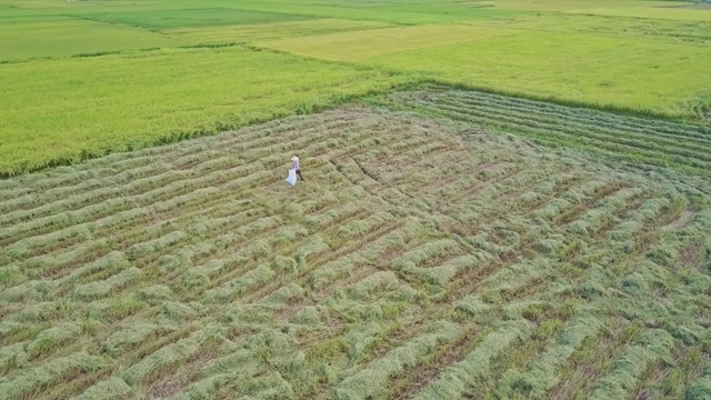 无人机展示种植线和工作农民视频素材