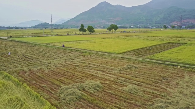 Flycam旋转上方的空稻田对丘陵景观视频素材