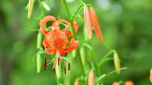 百合/虎百合花视频素材