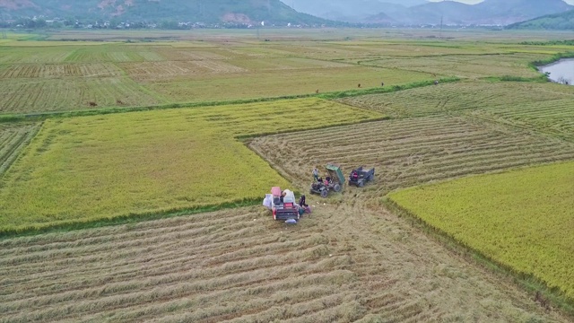 无人机在湖山联合收割机上空飞行视频素材