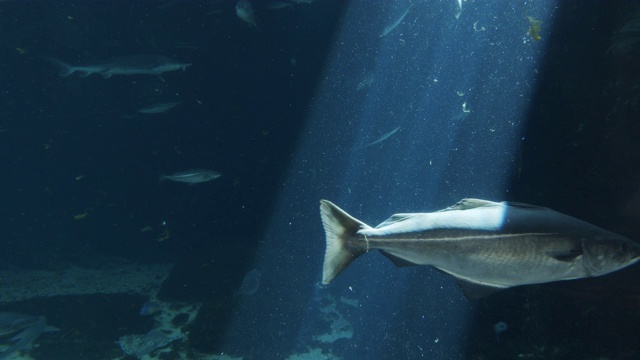 在水族馆的阳光下游泳的鱼视频素材