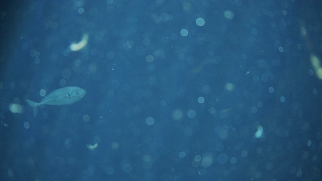 鱼在闪闪发光的水域水族馆视频素材