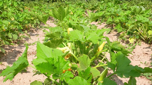 农田里的一排西葫芦蔬菜。Patison。农业。菜园里的蔬菜。蔬菜沙拉。收割。广告视频。农业活动。视频素材