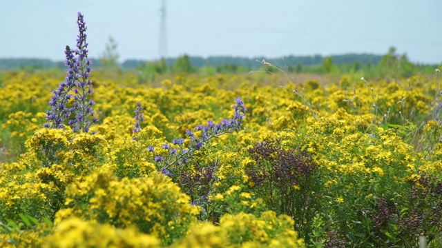 风景如画的盛开的夏季田野视频素材