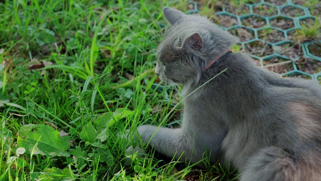 一只美丽的灰猫坐在草地上寻找一只老鼠。美丽的宠物。关闭了。视频素材