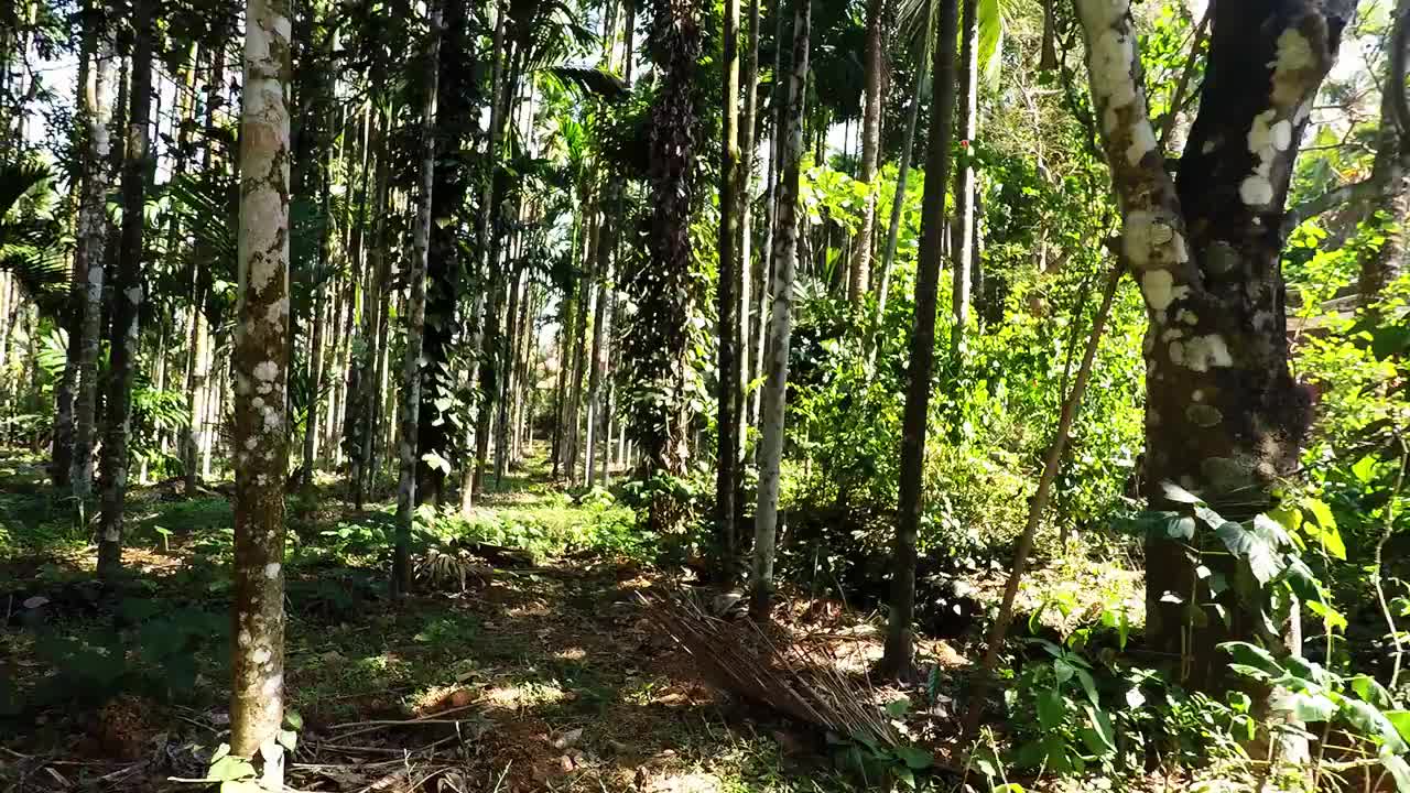 辣椒植株与未成熟的青椒视频下载