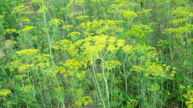 农田上莳萝植物的花。农业。萨拉农业。农业活动。收割。农业植物生长。视频素材