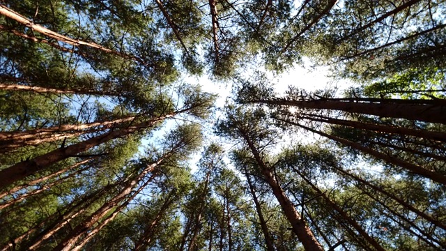 透过森林进入天空，并扭转它的轴视频素材