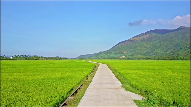 稻田鸟瞰图，长路映天视频素材