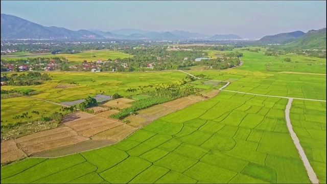 空中掠过村庄附近道路附近的稻田视频素材