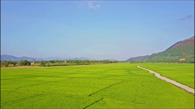 无人机飞过一望无际的稻田，公路映天视频素材