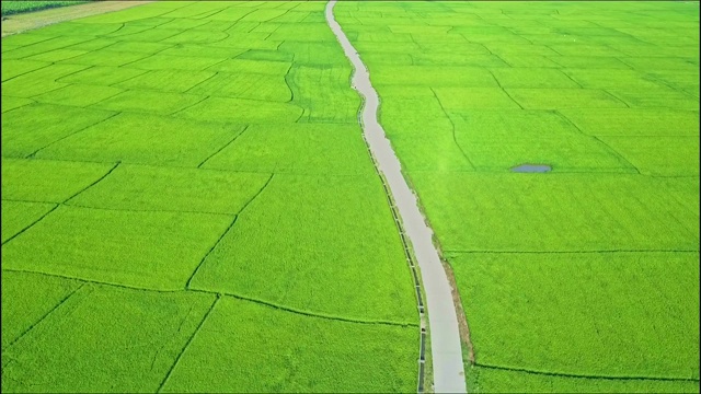 近鸟瞰绿色稻田之间的道路视频素材