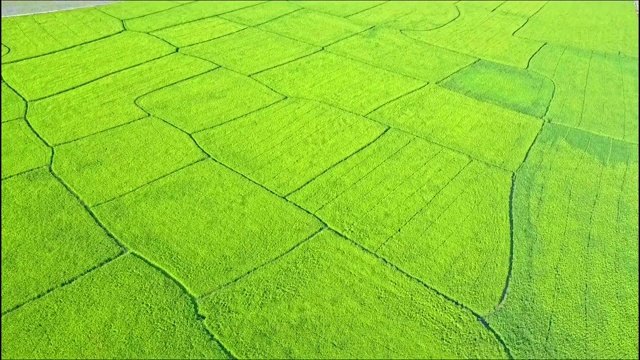 鸟瞰图水稻和农田与道路村庄视频素材