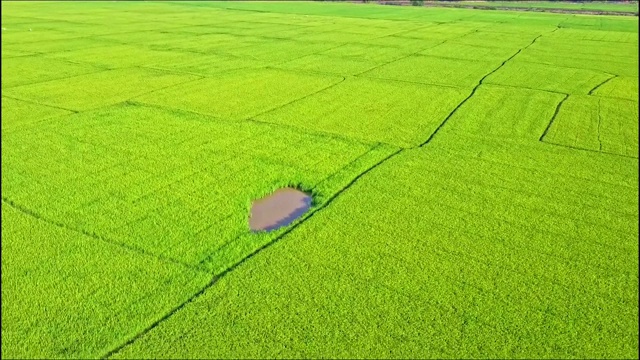 移动鸟瞰图的稻田与小湖和道路视频素材