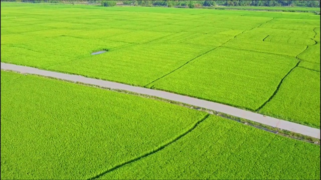 无人机沿着稻田中的地面道路移动视频素材