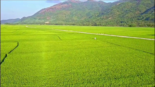 无人机沿着青山绿水稻田的道路飞行视频素材