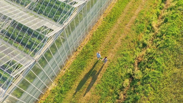 一对空中情侣，带着装满新鲜蔬菜的板条箱沿着温室走视频素材