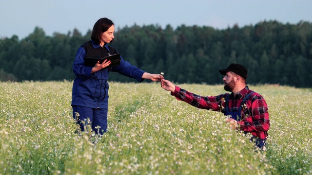 农学家和农民一起看荞麦芽的质量，这是农业综合企业的概念视频素材