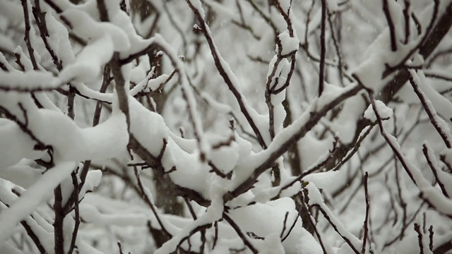 大雪洒在被雪覆盖的树枝上。视频素材