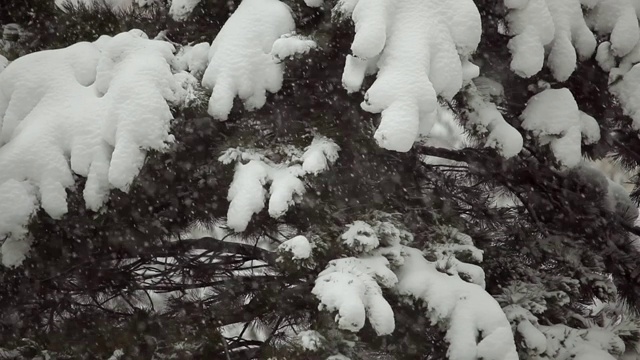 在一个阴沉的冬日里，大雪覆盖着被雪覆盖着的冷杉树枝视频素材