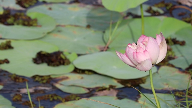 池塘里美丽的粉红色睡莲或荷花视频素材